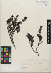 Foto von Salix glabra Scop.